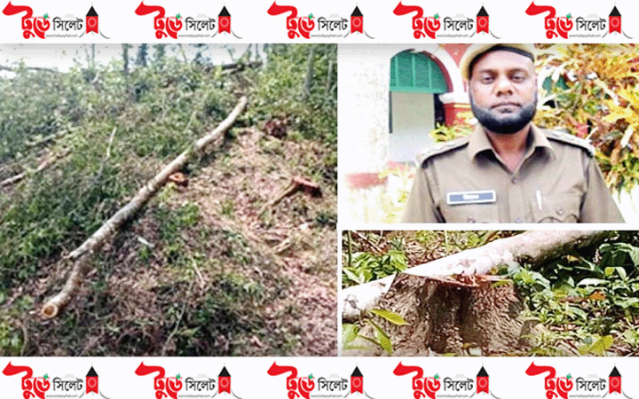 গাছ বিক্রির অভিযোগ: কুলাউড়ায় ফরেস্ট রেঞ্জ কর্মকর্তার দুর্নীতি