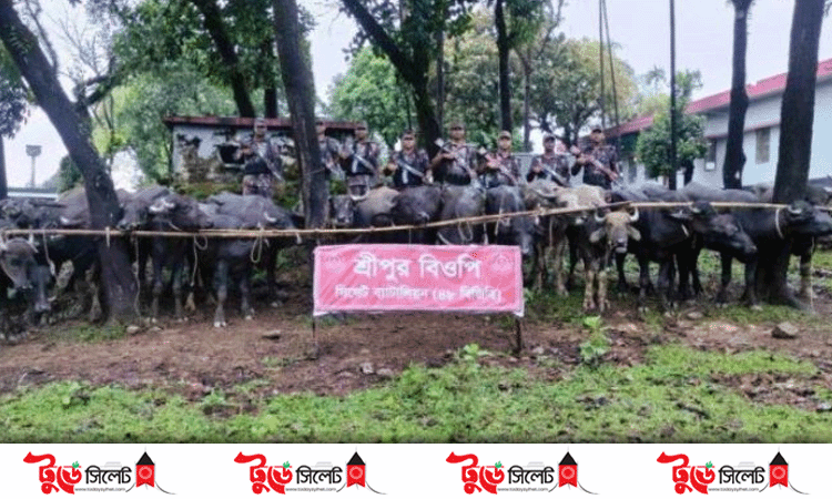 সিলেটে অর্ধকোটি টাকার ভারতীয় মহিষ আটক