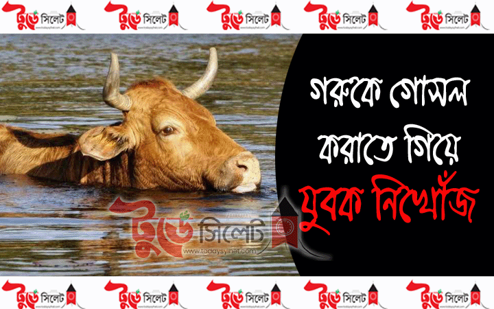 গরুকে গোসল করাতে গিয়ে যুবক নিখোঁজ