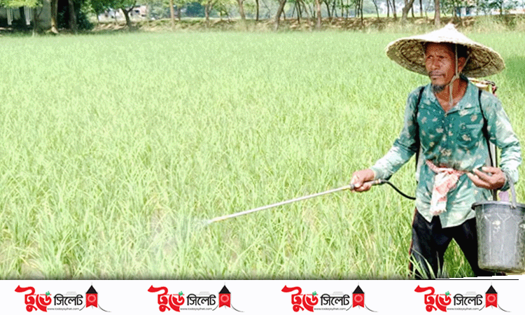 গোয়াইনঘাটে বৃষ্টিতে জনজীবনে স্বস্তি, কৃষকের মুখে হাসি