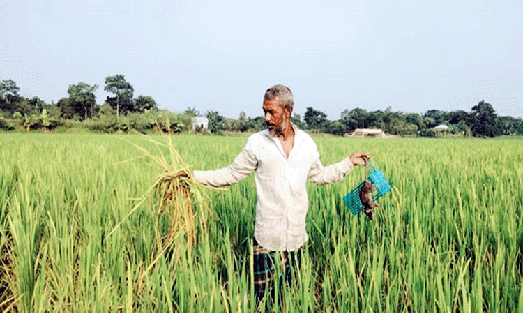 ইঁদুরে কাটছে ধান শঙ্কিত কৃষক!