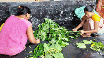 পানের দাম কম, সঙ্কটে খাসিয়ারা