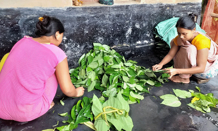 পানের দাম কম, সঙ্কটে খাসিয়ারা