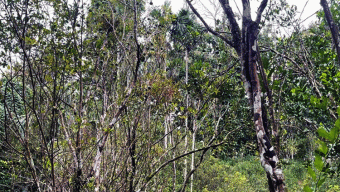 পোকার আক্রমণে মরে যাচ্ছে কমলাগাছ