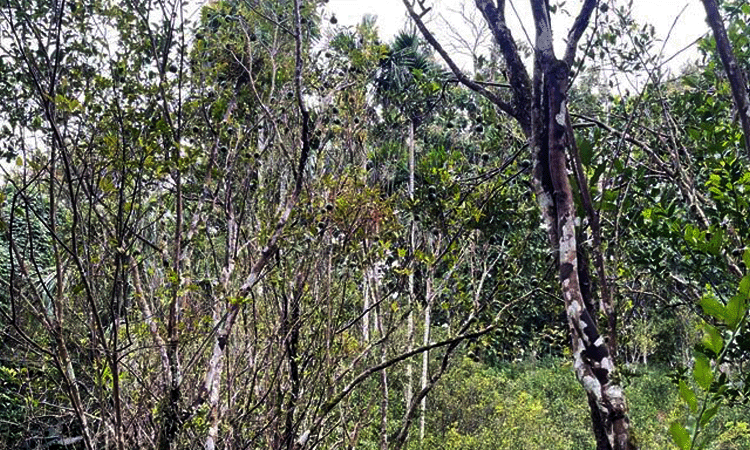 পোকার আক্রমণে মরে যাচ্ছে কমলাগাছ