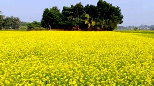 হলুদ সরিষাফুলে ভরপুর হাওরপার এলাকা