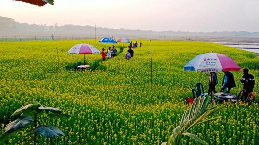 সরিষাক্ষেতে কফিশপ!